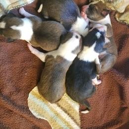 Basenji Puppies from Sherwood Basenjis