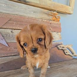 Sage - Ruby female Cavalier King Charles Spaniel puppy in Apple Valley, California from Nancy's Cavalier King Charles Spaniels & Golden Retrievers