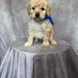Blue Boy- Minigoldendoodle - Cream male Goldendoodle puppy in Piedmont, South Carolina from The Farm at Saluda Ridge