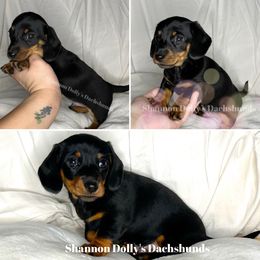 Dachshund Puppies from Shannon Dolly’s Dachshunds