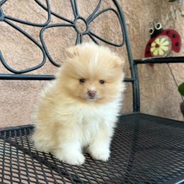 Winnie - Cream female Pomeranian puppy in Stockton, California from lunas_poms
