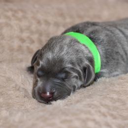 Bouquet - Black male Labrador Retriever puppy in Morrilton, Arkansas from Ancient Dogges Performance Dogs
