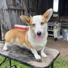 Cardi  - American Corgi