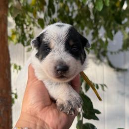 Betsy - Blue speckled female Australian Cattle Dog puppy in Sahuarita, Arizona from A2 Australian Cattle Dogs