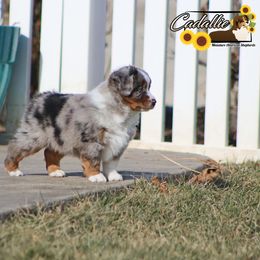 Miniature American Shepherd Puppies from Cadallie Miniature American Shepherds