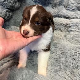 Australian Shepherd Puppies from Bullet & Whiskey’s Pups