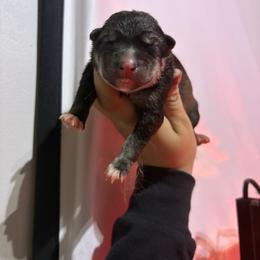 Boy 1 - Black tan and white male Siberian Husky puppy in Pelham, Alabama from Tails & Belles Dog Breeding