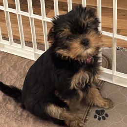 Lily - Blue and gold female Yorkshire Terrier puppy in Portland, Oregon from Bohemian Beauty Yorkshire Terrier