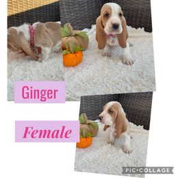 Basset Hound Puppies from Little Patch of Heaven