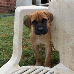 Girl 3 - Red female Cane Corso puppy in Sienna, Texas from Robinson Elite Corsos