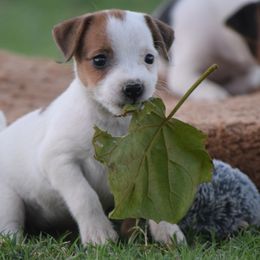 "Calliope" - Jack Russell Terrier puppy from Wendover Terriers