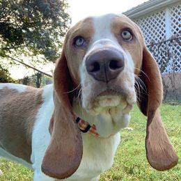 Rocky Top - Basset Hound