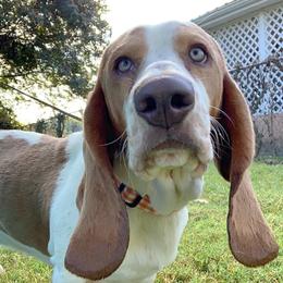 Rocky Top - Basset Hound