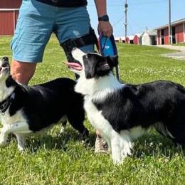 Border Collies from Tamara Cline