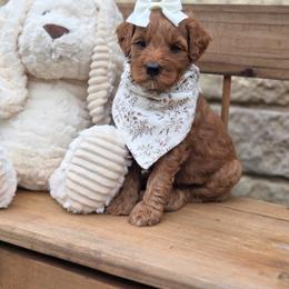 Sienna - Red  female Goldendoodle puppy in Leander, Texas from Doodle Doula