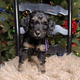 Dancer - Phantom female Bernedoodle puppy in Tyner, Kentucky from Good Dog Doodles