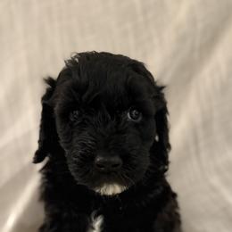 Double Doodle Puppies from Southern Sunshine Doodles 🩷