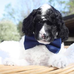 Lucky-Male - Parti male Poodle puppy in Scottsville, Kentucky from Barren River Bernedoodles and Poodles