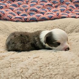 Dixie - Blue merle female Toy Australian Shepherd puppy in Snowflake, Arizona from Halfpint Aussies