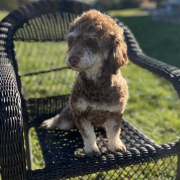 Bacardi  - Poodle