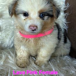 Pink Female - Blue female Pembroke Welsh Corgi puppy in Wayne City, Illinois from Lash Livestock & Corgis
