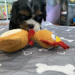 Black Russian Terrier and Cavalier King Charles Spaniel Puppies from Ocean Gem & Guardian Bears