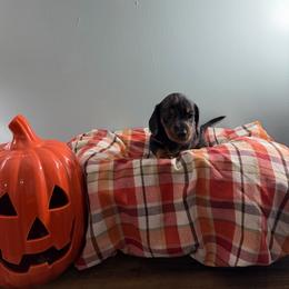 Timber - Dapple male Dachshund puppy in Live Oak, Florida from Johnson’s Weiner Farm