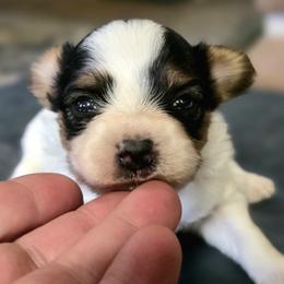 Boy - White black and tan male Papillon puppy in Davenport, Washington from Lovely Ladies and Little Asses Miniature Equines (L3A Pomeranians & Papillons)