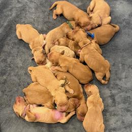 Light Blue - Dark golden male Golden Retriever puppy in Turtlepoint, Pennsylvania from Allegheny River Retrievers