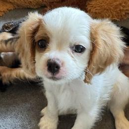 Australian Shepherds and Cavapoos from Dubose Kennels