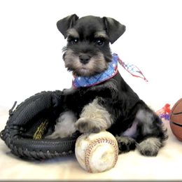Miniature Schnauzer Puppies from Kindred’s Classic Miniature Schnauzers