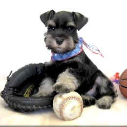 Miniature Schnauzer Puppies from Kindred’s Classic Miniature Schnauzers