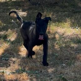 Tanz - Fawn sable male Belgian Malinois puppy in Chino, California from BlueStone K9