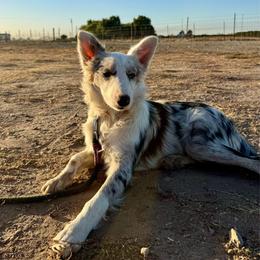 Border Collie puppies from R3 Sport Dogs (R3 Goldens/ R3 Border Collies)