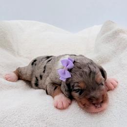 Apricot - Blue merle female Aussiedoodle puppy in Cartersville, Georgia from Simply Blessed Doodles