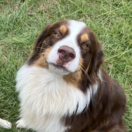 Rocky - Australian Shepherd