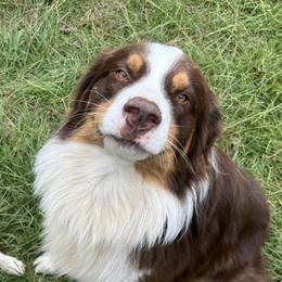 Rocky - Australian Shepherd