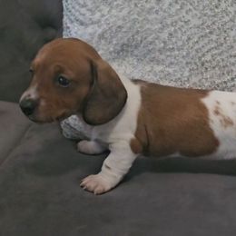 Violet - Piebald female Dachshund puppy in Citra, Florida from My Loyal Treasures