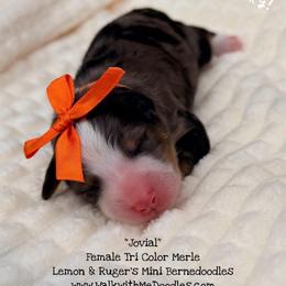 Jovial - Blue merle female Bernedoodle puppy in Orange, Texas from Walk with Me Doodles