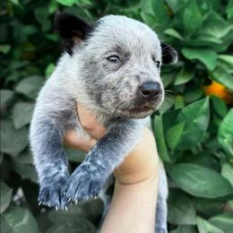 June (ASDR) - Blue speckled female Australian Cattle Dog puppy in Marana, Arizona from Impact 3rd Australian Cattle Dogs