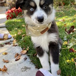 Miniature Australian Shepherd Puppies from Bishop Aussies