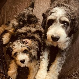 Bernedoodle and Dachshund Puppies from Heavenly Heritage Dachshunds and Doods