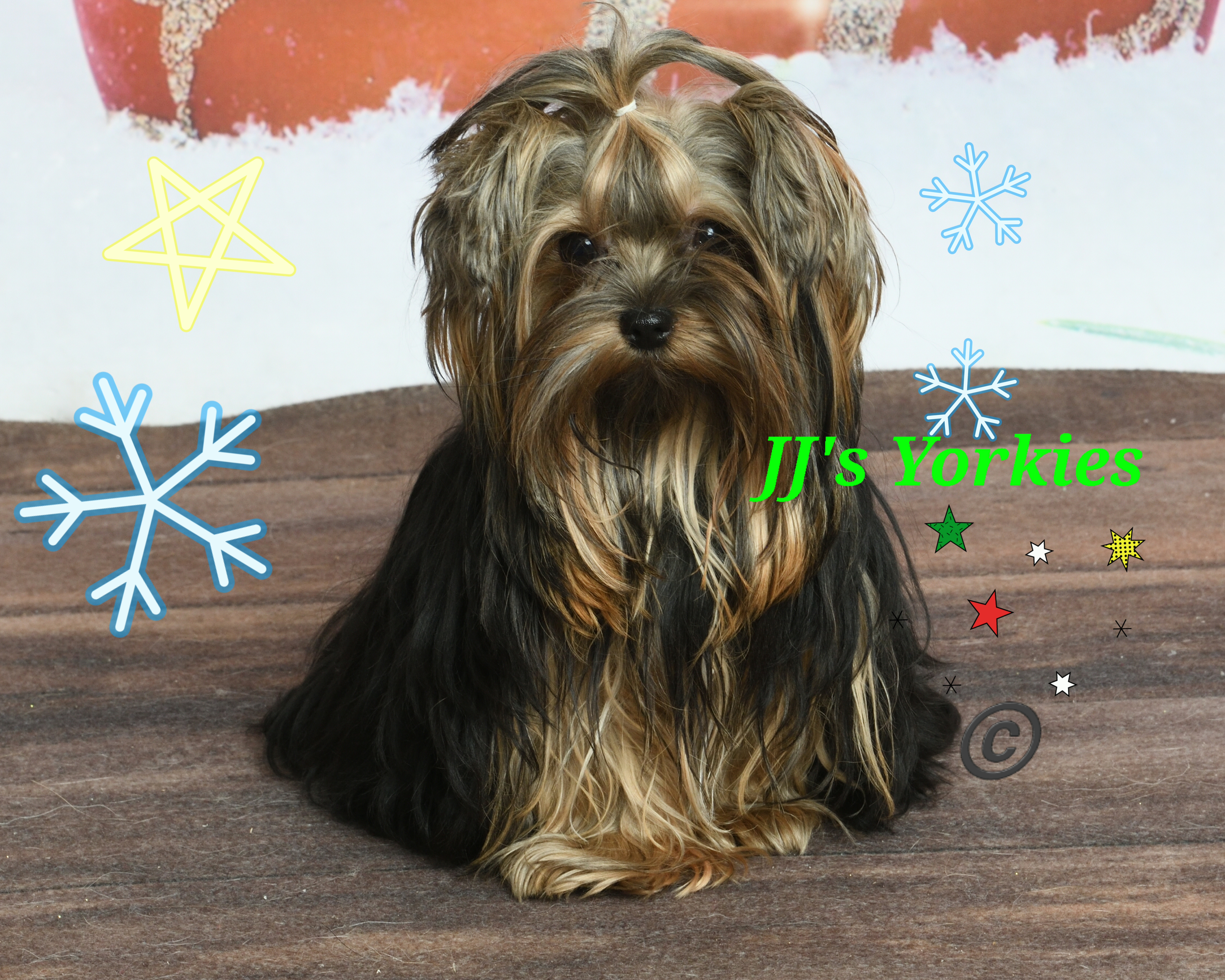 Re - Yorkshire Terrier