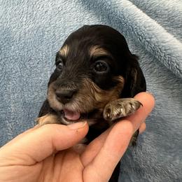 Asparagus - Black and cream male Dachshund puppy in Memphis, Tennessee from River City Doxies