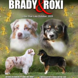 Australian Shepherd puppies from CumberlandRidge Australian Shepherds