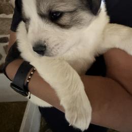 Mr Green - White and badger male Great Pyrenees puppy in Sapphire, North Carolina from Sapphire Valley Great Pyrenees
