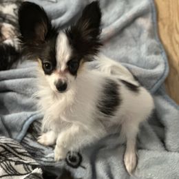 Papillon puppies from Playful Papillon's