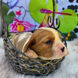 Merlin - Blenheim male Cavalier King Charles Spaniel puppy in Charity, Missouri from Missouri. Cavaliers