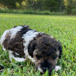 Bertha - Sable female Poodle puppy in Bee Branch, Arkansas from Scroggins Creek Doodles