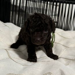 Boy 5 - Brown male Poodle puppy in Lathrop, California from Stellar Poodles